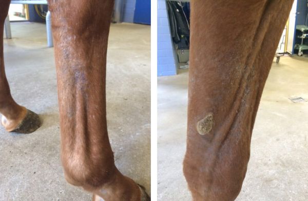 Räude / Milben bei Pferden - Symptome